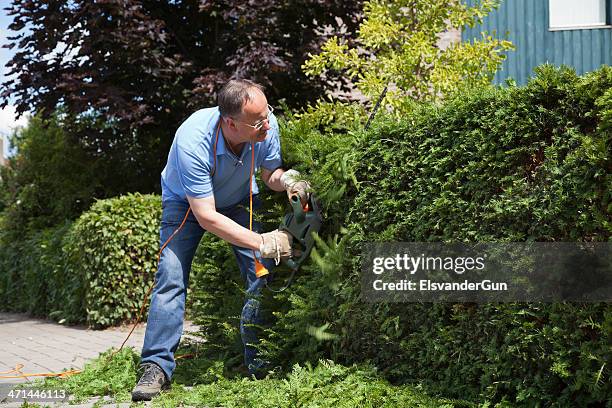 potatura dell'siepe - tasso conifera foto e immagini stock