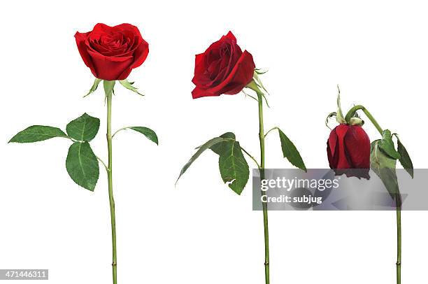 aging rose - red rose stock pictures, royalty-free photos & images