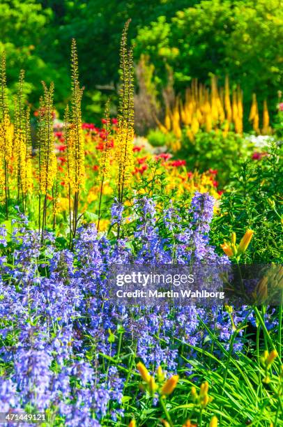 ligularia przewalskii - catmint stock pictures, royalty-free photos & images