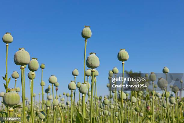 opium poppys - opium stock pictures, royalty-free photos & images