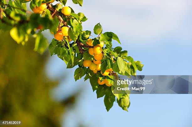 branch with apricots against blue sky - apricot tree stock pictures, royalty-free photos & images