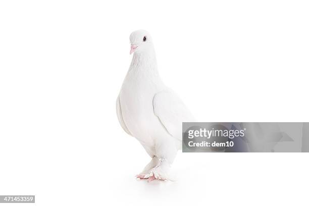 weiße pigeon - white pigeon stock-fotos und bilder