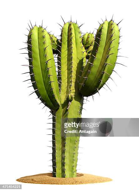cactus - cactus white background stock-fotos und bilder