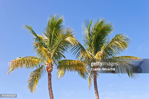 two palm trees against blue sky - palmetto stock pictures, royalty-free photos & images