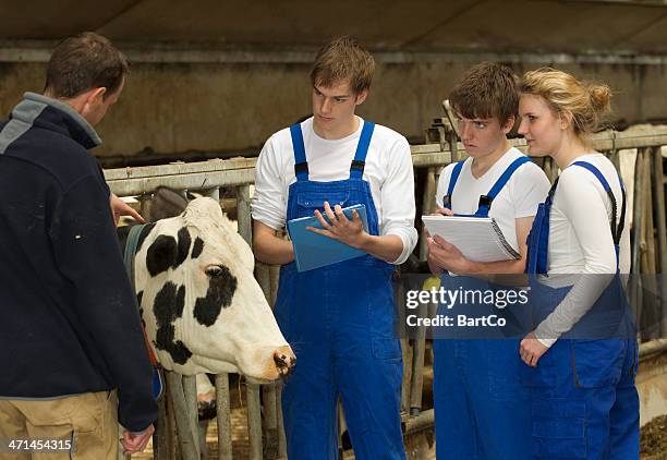 jungen trainees am cattle farm - pferdestall stock-fotos und bilder