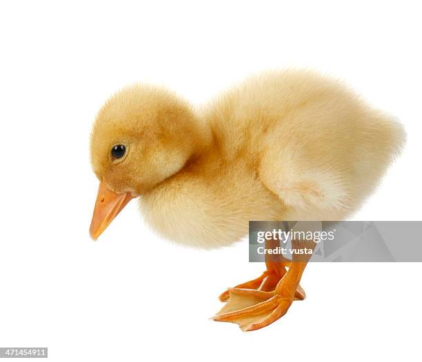 süße entenküken - peking ente stock-fotos und bilder