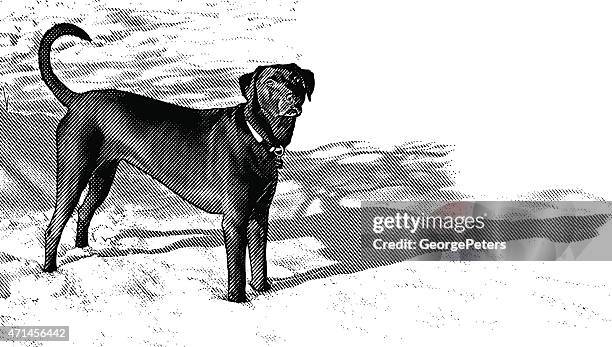 chocolate labrador retriever - labrador stock-grafiken, -clipart, -cartoons und -symbole