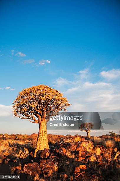 quiver tree forest - quiver tree stock pictures, royalty-free photos & images