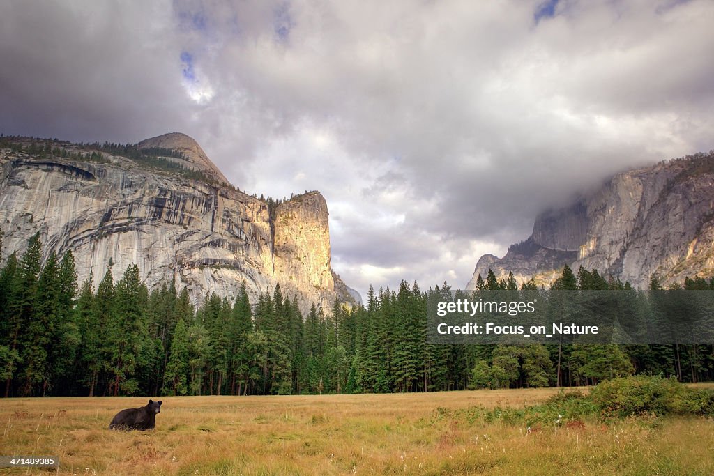 Ours noir dans la Vallée de Yosemite