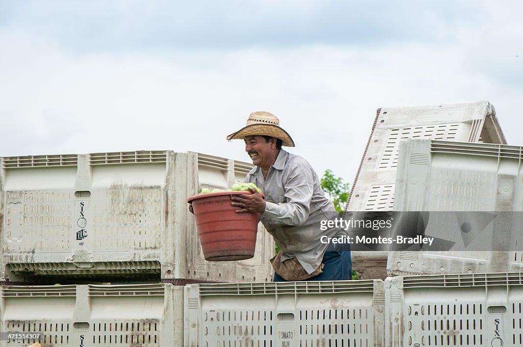 Hispanic Immigrant in US Harvest