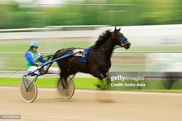 cablaggio racer in movimento - trotto-andatura-animale foto e immagini stock