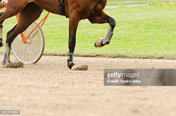 harness racing horse on the move - animal muscle stock pictures, royalty-free photos & images