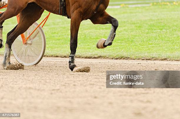 harness racing horse on the move - animal muscle stock pictures, royalty-free photos & images