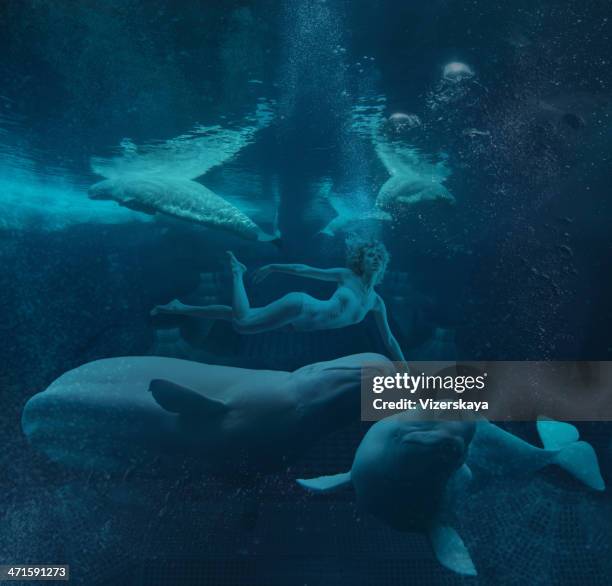 woman swiming underwater with  belugas - beluga whale stock pictures, royalty-free photos & images