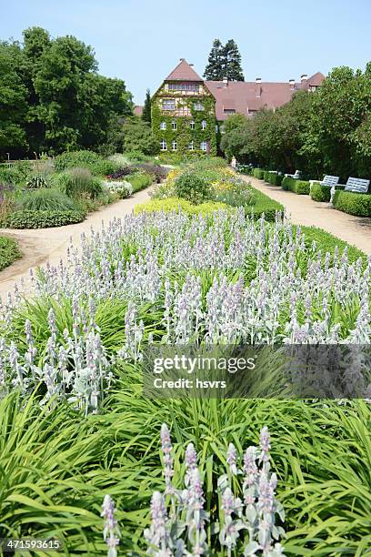 stachys byzantina (lambs ear) - big ears stock pictures, royalty-free photos & images