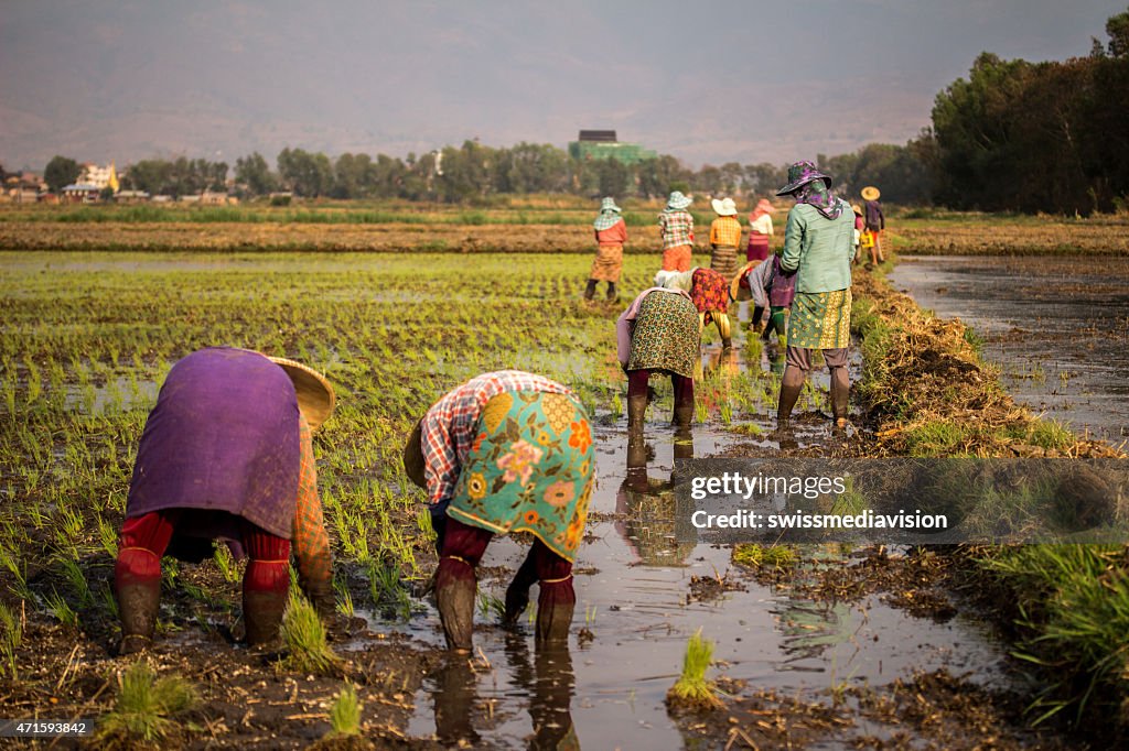 Gruppe von Frauen in der Landwirtschaft arbeitet in einem Reisfeld