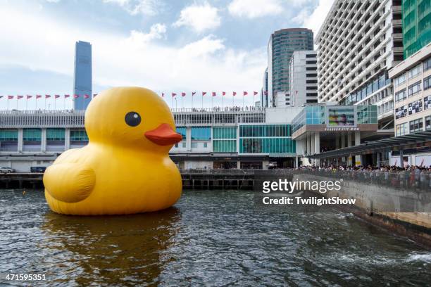 the giant duck in hong kong - rubber duck sculpture bildbanksfoton och bilder