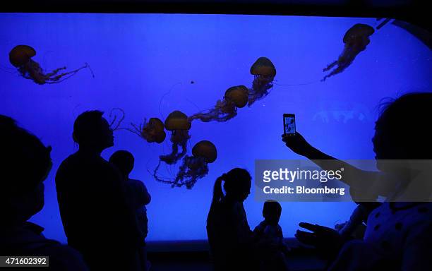 Woman uses a smartphone to photograph jellyfish swimming in a tank at the Shanghai Ocean Aquarium in Shanghai, China, on Saturday, April 25, 2015....