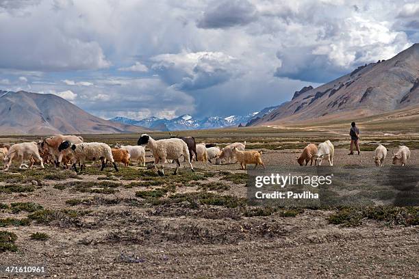 shepherd und ziegen auf mehreren ebenen, jammu und kashmir - jammu und kaschmir stock-fotos und bilder