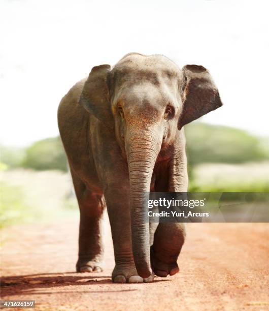 más de vida - asian elephant fotografías e imágenes de stock