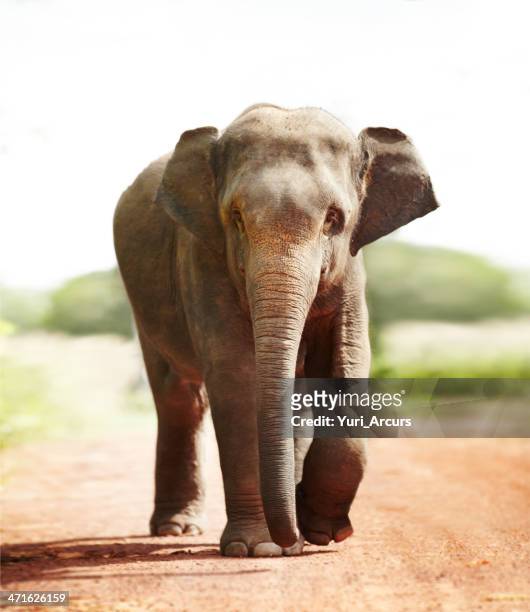 larger than life - asian elephant stock pictures, royalty-free photos & images