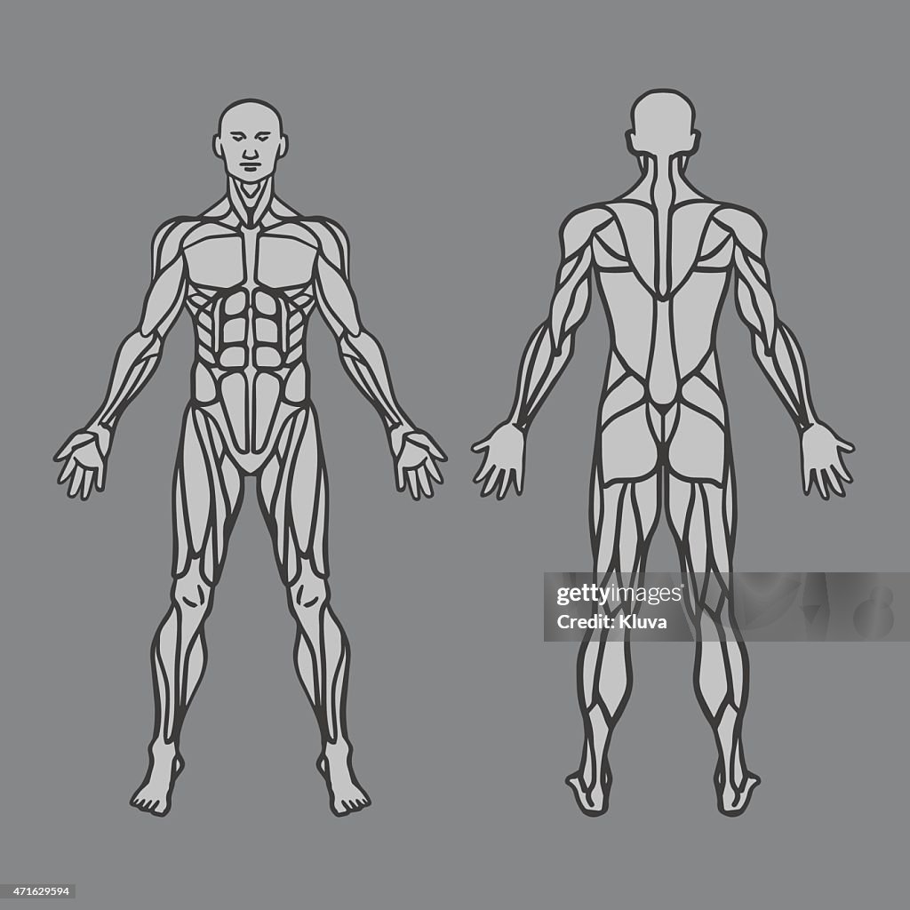 Diagram Of Human Muscular System High Biology Diagrams