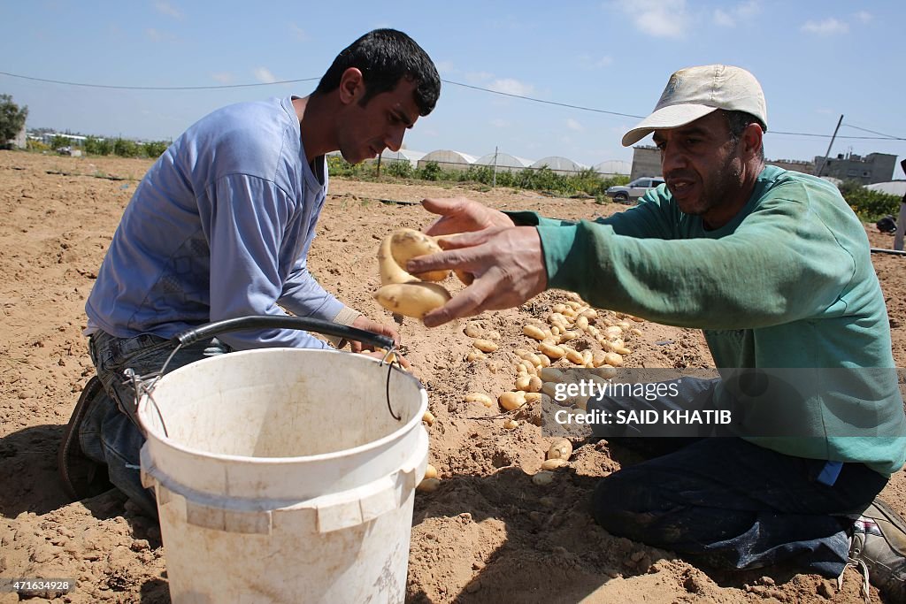 PALESTINIAN-GAZA-AGRICULTURE