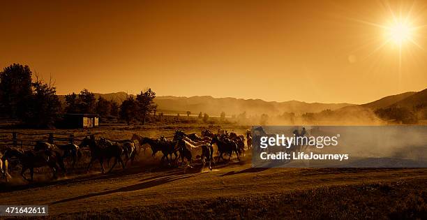 cowboys driving the horses to pasture at dusk - sunset - montana western usa stockfoto's en -beelden