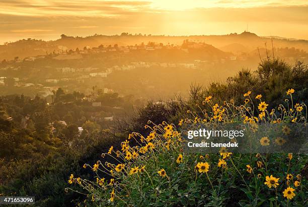 hollywood hills mountain landscape with flowers los angeles - orange california stock pictures, royalty-free photos & images