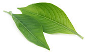 Adhatoda vasica or medicinal Basak leaves
