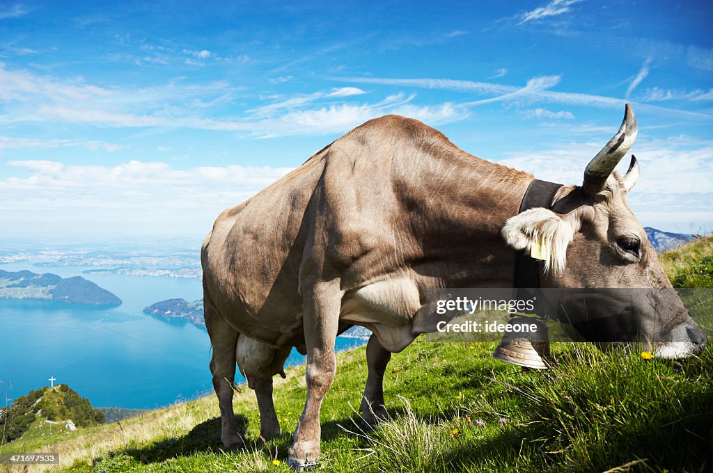Grazing Grace