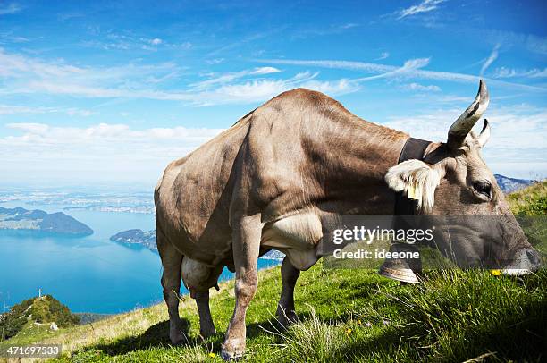 grazing grace - swiss cow stock pictures, royalty-free photos & images
