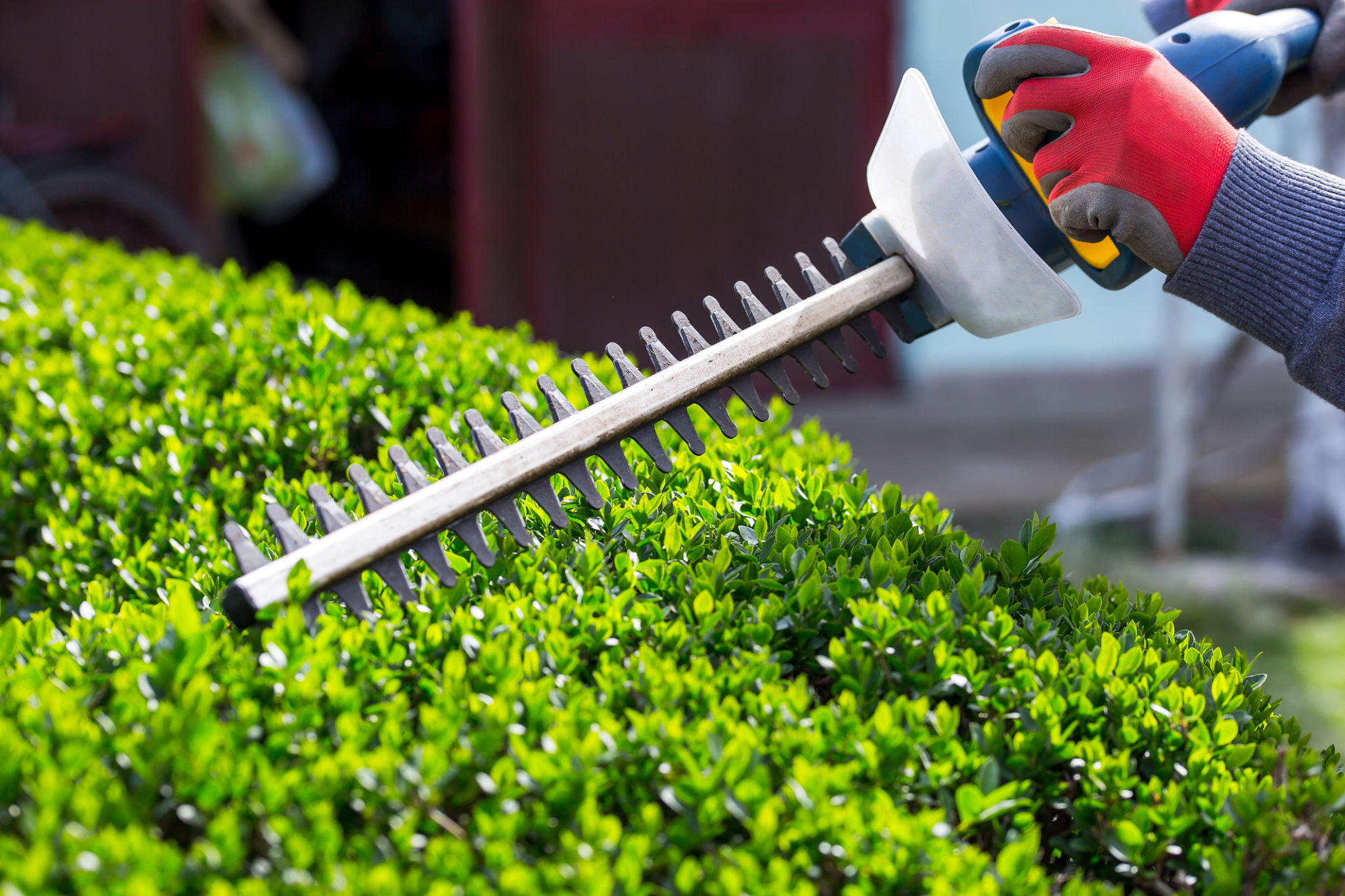 hedge trimming