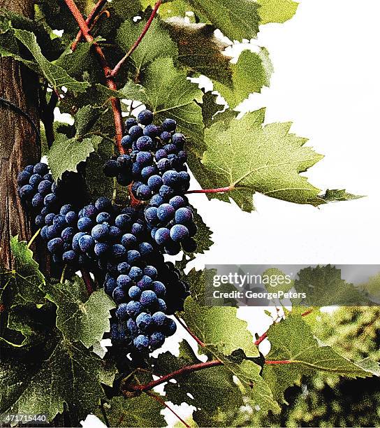wine grapes - grape leaf close up stock illustrations