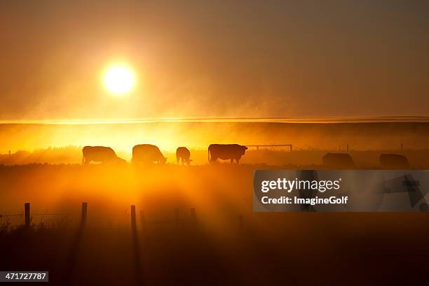 cattle silhouette on an alberta ranch - alberta farm scene stockfoto's en -beelden