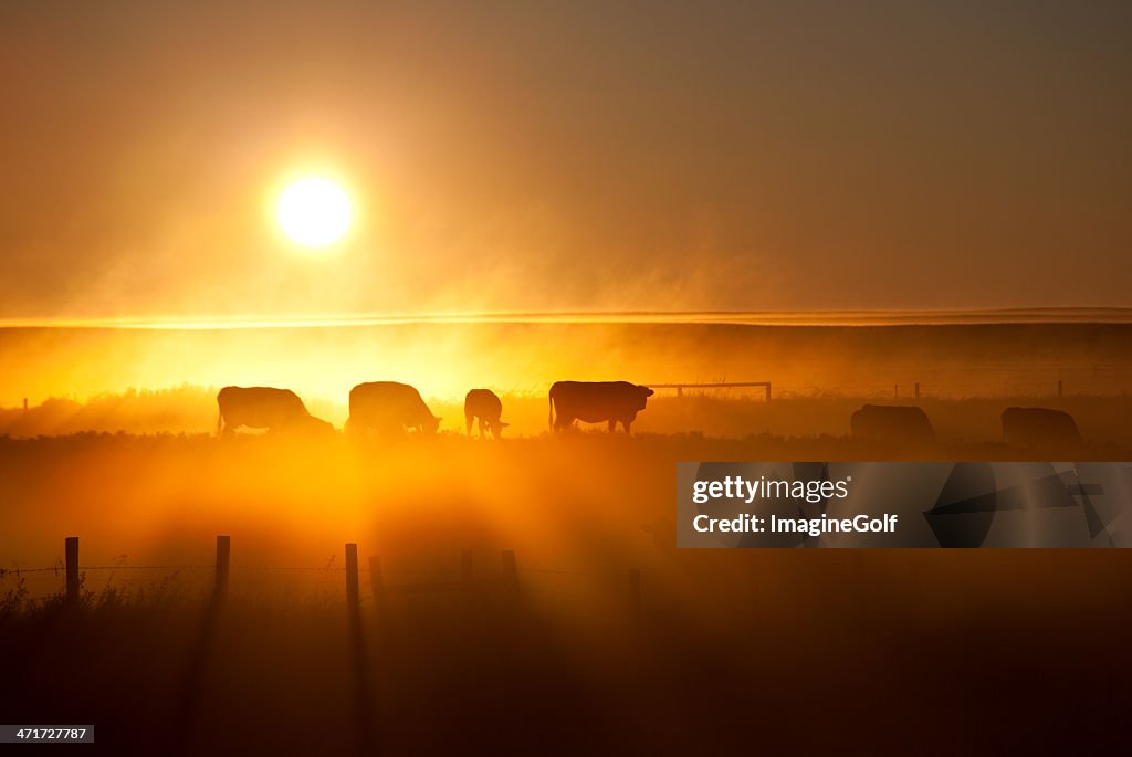 Cattle Silhouette on an Alberta Ranch