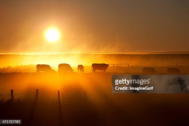 cattle silhouette on an alberta ranch - 放牧 活動 個照片及圖片檔