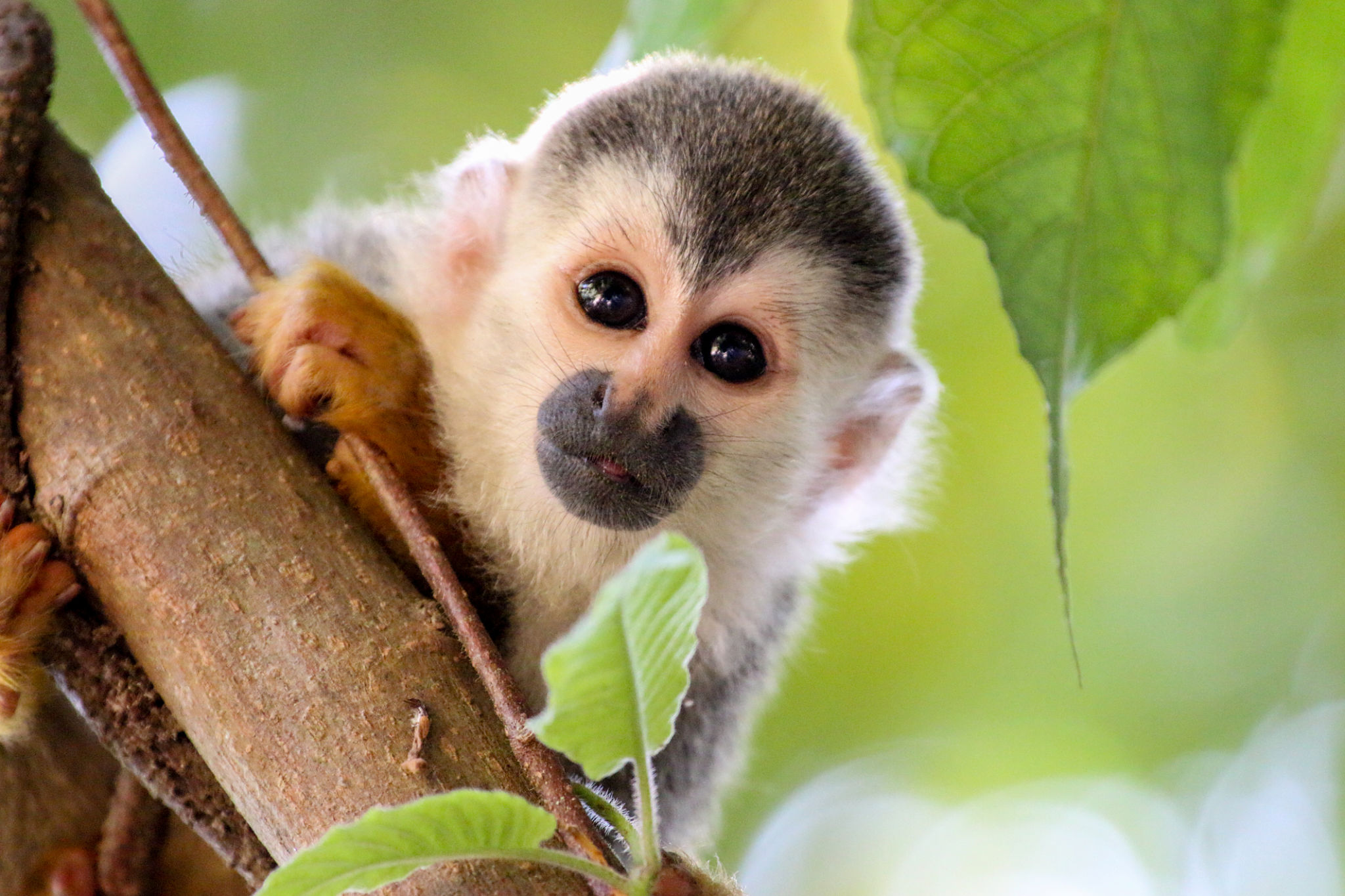 monkeys costa rica