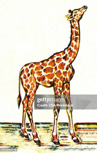 giraffe - giraffe white background stock illustrations
