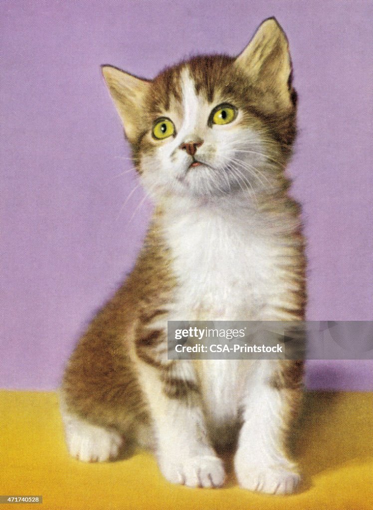 White and Grey Kitten