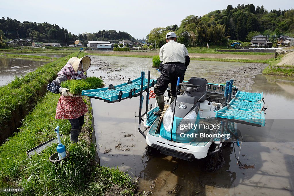 Farmers Plant Rice In Paddies As Planting Season Begins