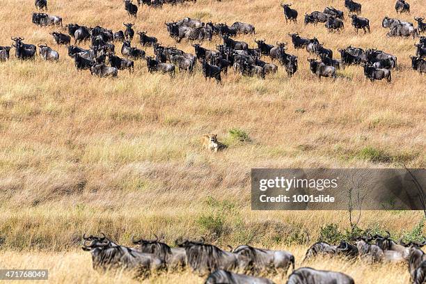 lioness at wild - hunting and watching - stalking stock pictures, royalty-free photos & images