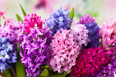 Multicolored hyacinths