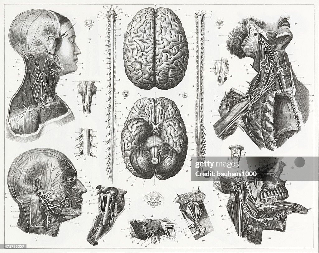 Brain and Nerves Engraving