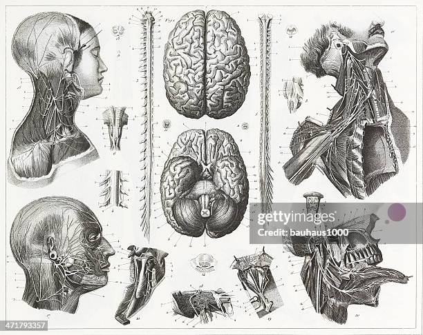 brain and nerves engraving - tendon stock illustrations