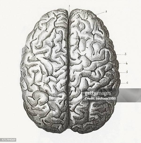 human brain engraving - brain diagram colour stock illustrations
