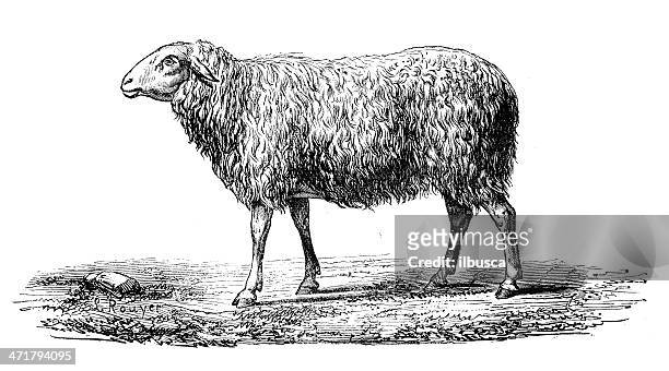 antique illustration of sheep - sheep cut out stock illustrations