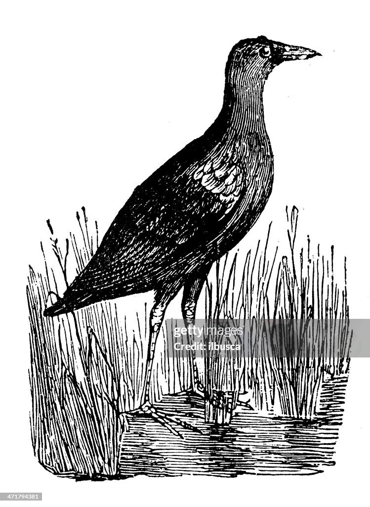 Antique illustration of Common Moorhen (Gallinula chloropus)