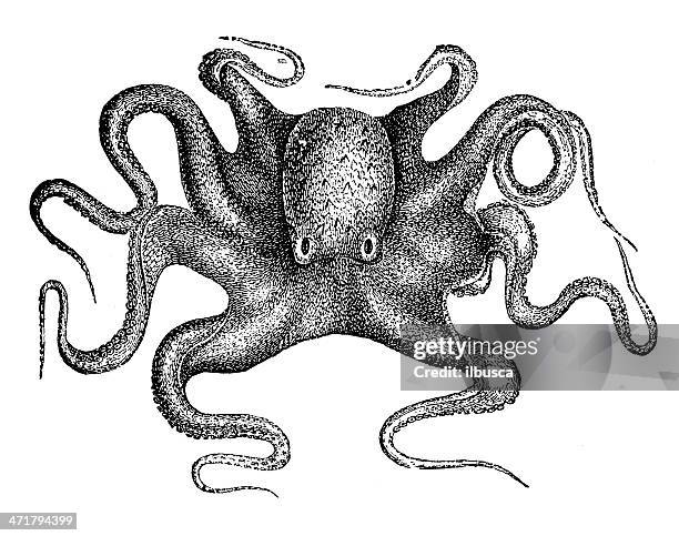 2 614点のタコイラスト素材 Getty Images 2 614点のタコイラスト素材 Getty Images