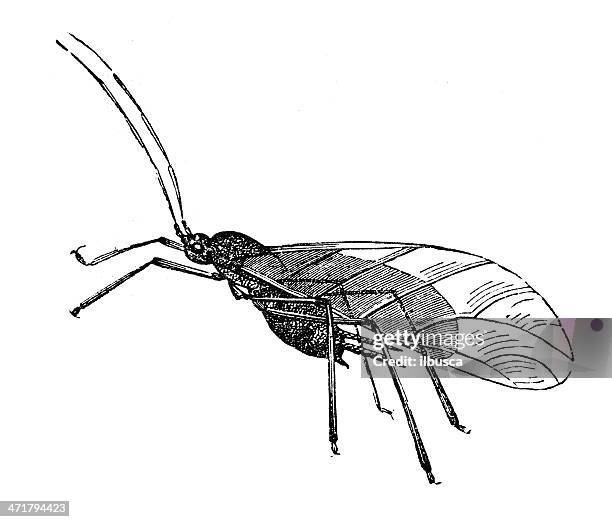 antique illustration of macrosiphum rosae - aphid stock illustrations